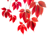 _autumn